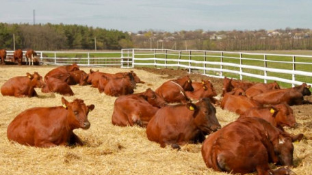 Сільгоспідприємствам Херсонщини у І півріччі 2019 року  нараховано 4,3 млн грн. дотацій на корів